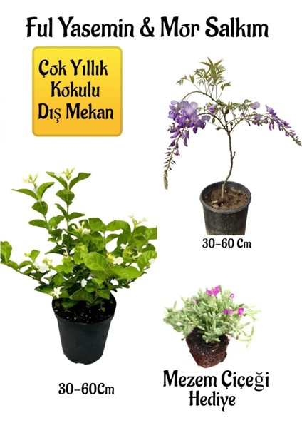 Kokulu Ful Yasemin Çiçeği+Mor Salkım Ağacı Fidanı Mezem Çiçeği Peyzaj Seti