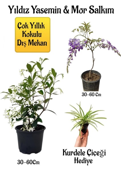 Kokulu Yıldız Yasemin Çiçeği+Mor Salkım Ağacı Fidanı Kurdele Çiçeği Peyzaj Seti