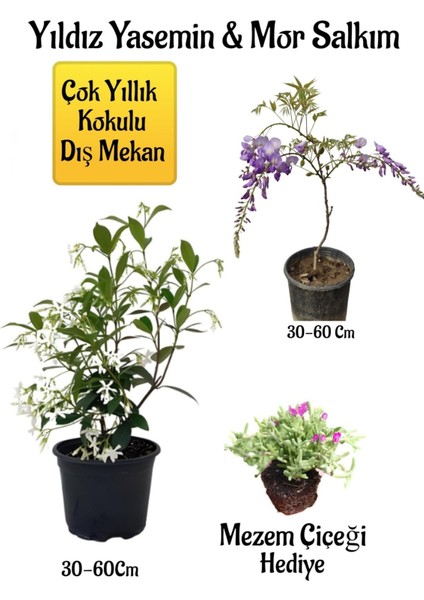 Kokulu Yıldız Yasemin Çiçeği+Mor Salkım Ağacı Fidanı Mezem Çiçeği Peyzaj Seti