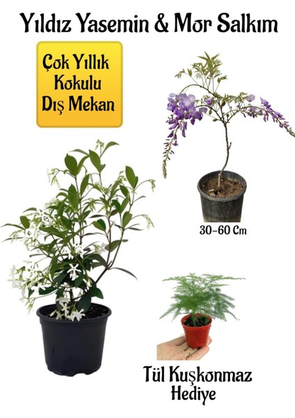 Kokulu Yıldız Yasemin Çiçeği+Mor Salkım Ağacı Fidanı Tül Kuşkonmaz Peyzaj Seti
