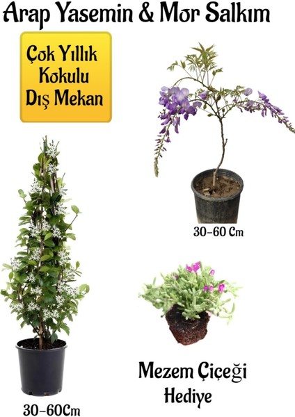 Kokulu Arap Yasemin Çiçeği+Mor Salkım Ağacı Fidanı Mezem Çiçeği Peyzaj Seti