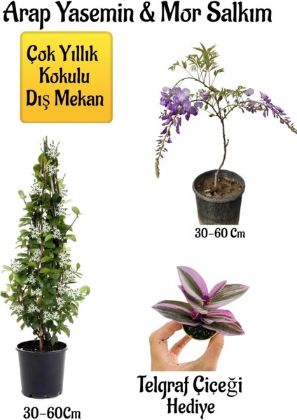 Kokulu Arap Yasemin Çiçeği+Mor Salkım Ağacı Fidanı Telgraf Çiçeği Peyzaj Seti