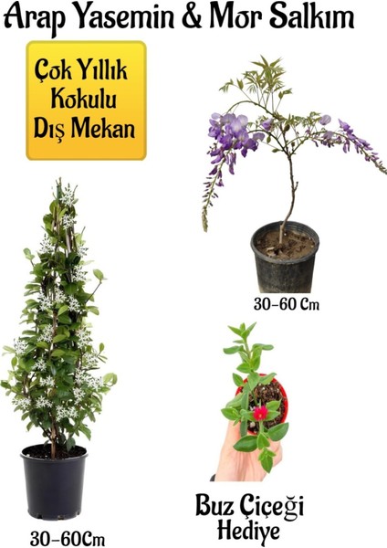 Kokulu Arap Yasemin Çiçeği+Mor Salkım Ağacı Fidanı Buz Çiçeği Peyzaj Seti