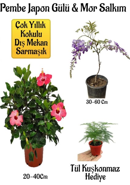 Pembe Japon Gülü Çiçeği+Mor Salkım Ağacı Fidanıtül Kuşkonmaz Bahçe Peyzaj Seti