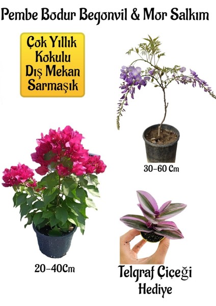 Pembe Bodur Begonvil+Mor Salkım Ağacı Fidanı Telgraf Çiçeği Bahçe Peyzaj Seti