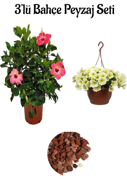 Pembe Japon Gülü Çiçeği+Mor Salkım Ağacı Fidanıtül Kuşkonmaz Bahçe Peyzaj Seti modelleri