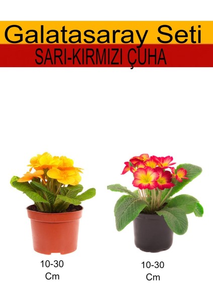 Takım Seti Sarı Çuha+ Kırmızı Çuha Çiçeği