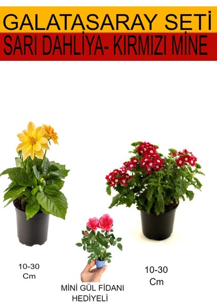 Takım Seti Sarı Dahliya+ Kırmızı Mine + Hediyelik Pembe Gül Fidanı