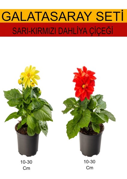 2'li Takım Seti Sarı- Kırmızı Dahliya ( Yıldız) Çiçeği