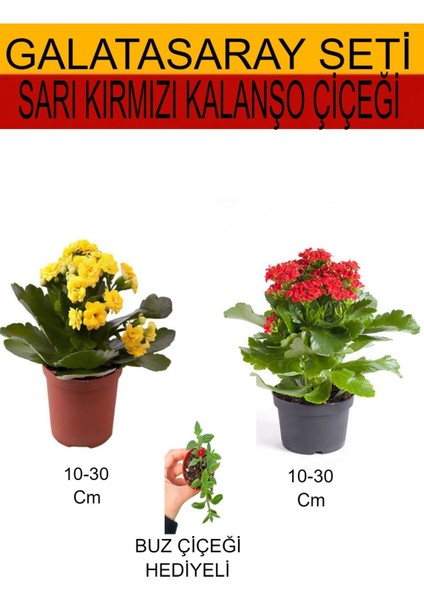 2'li Set Sarı-Kırmızı Kalanşo Çiçeği+Hediyelik Buz Çiçeği