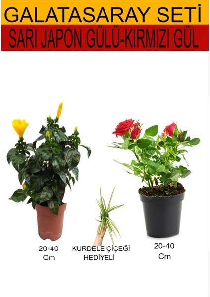 2'li Set Sarı Japon Gülü+Kırmızı Gül Fidanı+Hediyelik Kurdele Çiçeği