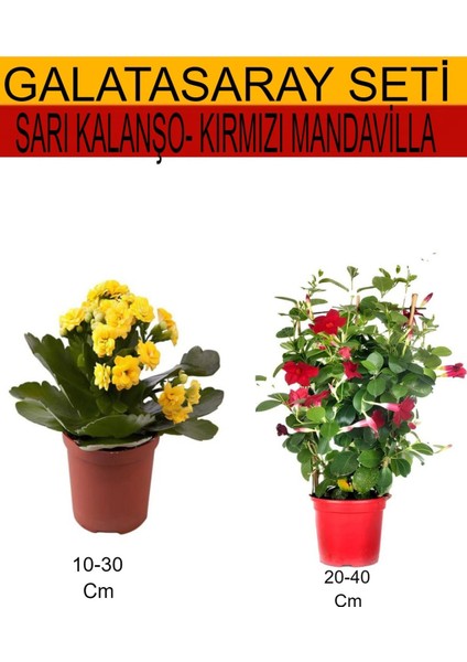 2'li Takım Seti Sarı Kalanşo+ Kırmızı Mandavilla Çiçeği
