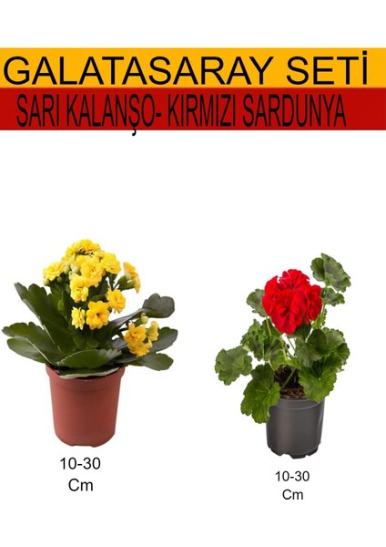 2'li Sarı Kalanşo+ Kırmızı Sardunya