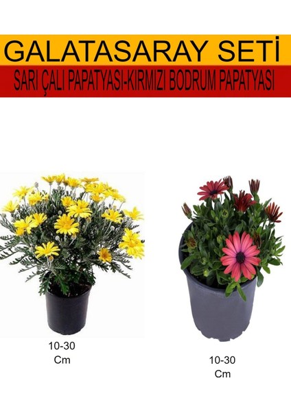 2'li Takım Seti Sarı Çalı Papatyası+Kırmızı Bodrum Papatyası