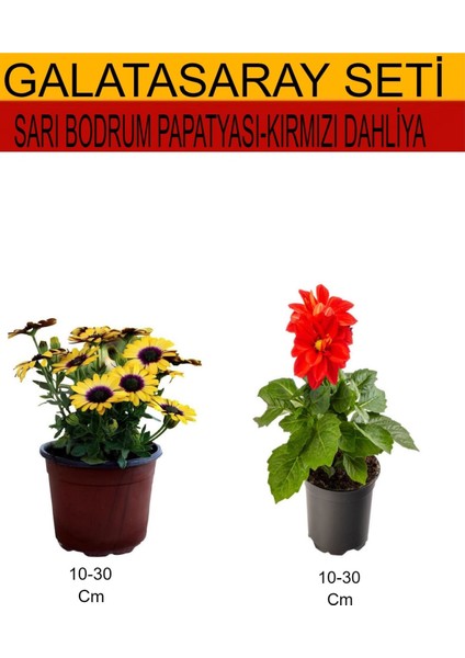 2'li Takım Seti Sarı Bodrum Papatyası +Kırmızı Dahliya Çiçeği
