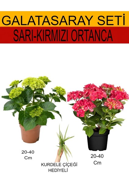 2'li Takım Seti Sarı-Kırmızı Ortanca Çiçeği+Hediyelik Kurdele Çiçeği