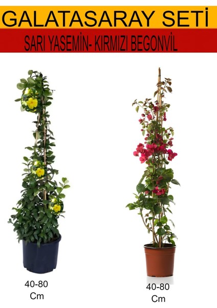 2'li Takım Seti Sarı Yasemin+ Kırmızı Begonvil