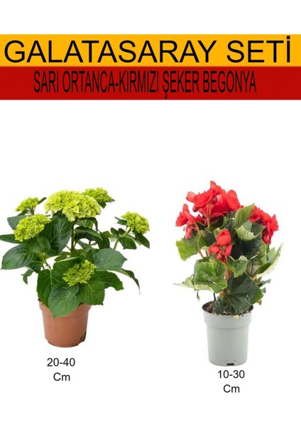 2'li Takım Seti Sarı Ortanca+Kırmızı Şeker Begonya