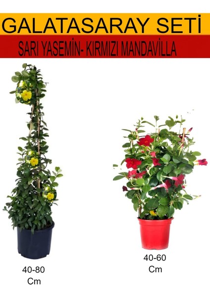2'li Takım Seti Sarı Yasemin Çiçeği+Kırmızı Mandavilla