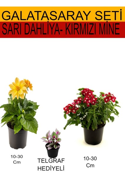 Takım Seti Sarı Dahliya Çiçeği+ Kırmızı Mine + Hediyelik Telgraf Çiçeği