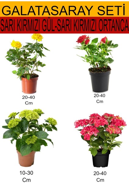 4'lü Takım Seti Sarı-Kırmızı Gül+ Sarı-Kırmızı Ortanca Çiçeği