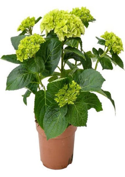 4'lü Takım Seti Sarı-Kırmızı Gül+ Sarı-Kırmızı Ortanca Çiçeği indirimleri