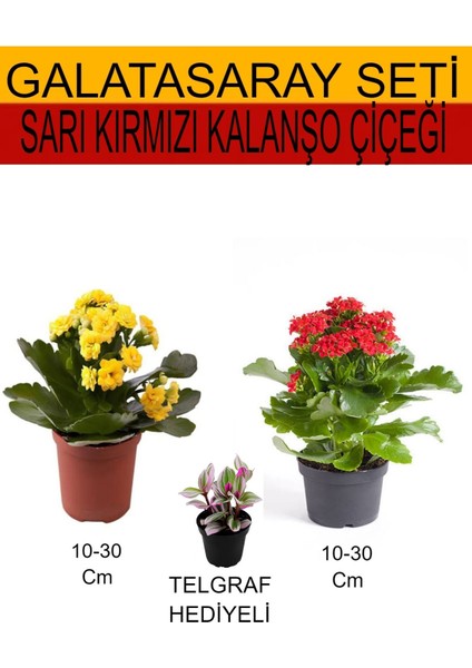 2'li Takım Seti Sarı-Kırmızı Kalanşo+Hediyelik Telgraf Çiçeği