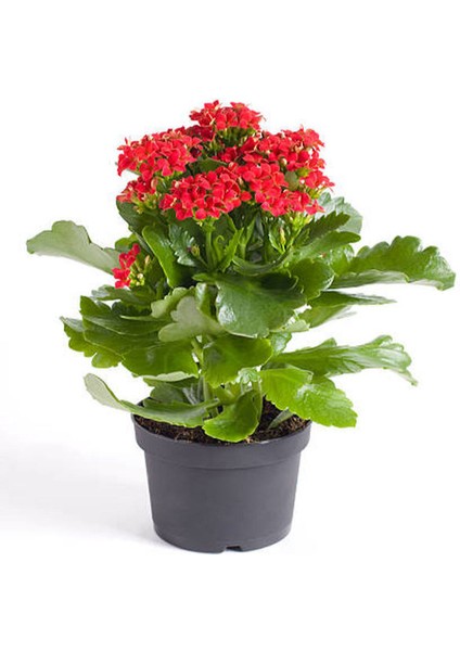 2'li Takım Seti Sarı-Kırmızı Kalanşo+Hediyelik Telgraf Çiçeği modelleri