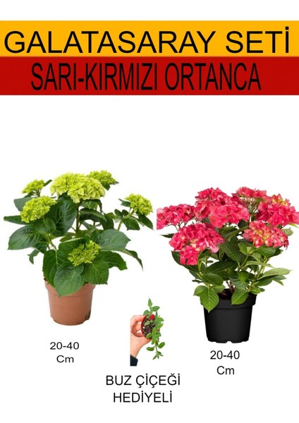 2'li Sarı-Kırmızı Ortanca+ Hediyelik Buz Çiçeği