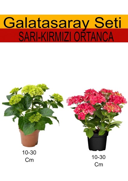2'li Takım Seti Sar-Kırmızı Ortanca Çiçeği