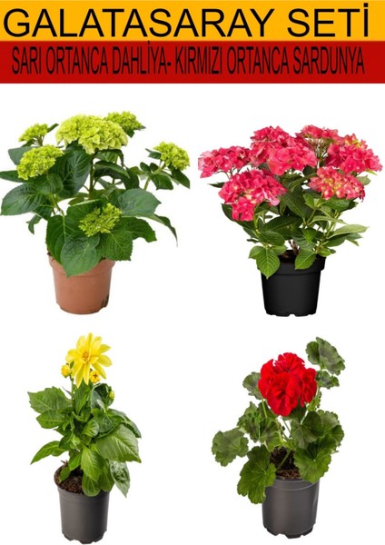 4'lü Takım Seti Sarı-Kırmızı Ortanca+Sarı Dahliya+Kırmızı Sardunya
