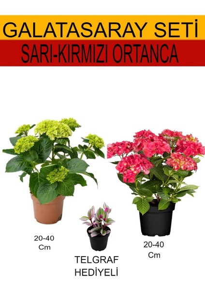 2'li Takım Seti Sarı-Kırmızı Ortanca+Hediyelik Telgraf Çiçeği