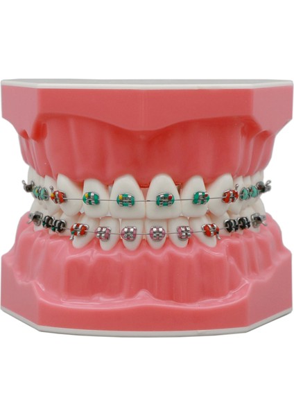 M7010-2 Tarzı Dental Typodont Ortodontik Diş Modeli 1:1 Standart Demo Archwire Ligatür Bağları Metal Parantez Bukkal Tüpler ile Çalışmayı Öğret (Yurt Dışından)