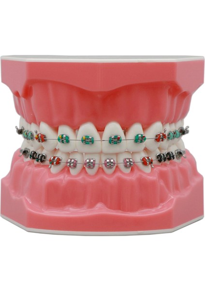 M7010-2 Tarzı Dental Typodont Ortodontik Diş Modeli 1:1 Standart Demo Archwire Ligatür Bağları Metal Parantez Bukkal Tüpler ile Çalışmayı Öğret (Yurt Dışından) fiyatları