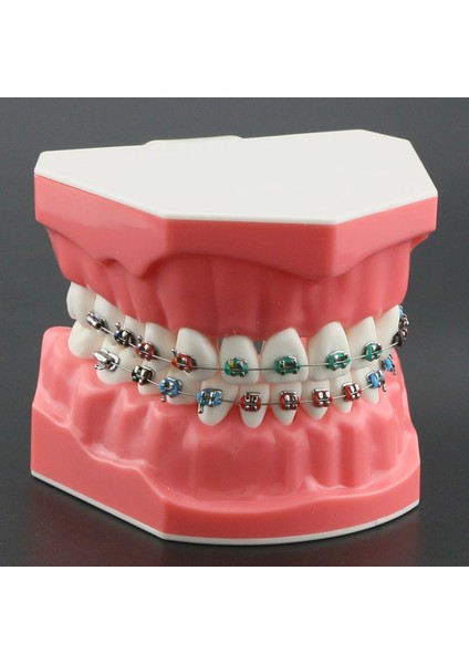 M7010-2 Tarzı Dental Typodont Ortodontik Diş Modeli 1:1 Standart Demo Archwire Ligatür Bağları Metal Parantez Bukkal Tüpler ile Çalışmayı Öğret (Yurt Dışından) modelleri