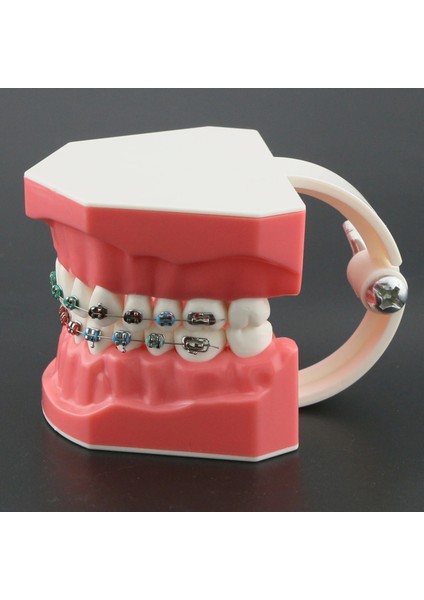 M7010-2 Tarzı Dental Typodont Ortodontik Diş Modeli 1:1 Standart Demo Archwire Ligatür Bağları Metal Parantez Bukkal Tüpler ile Çalışmayı Öğret (Yurt Dışından) fırsatları