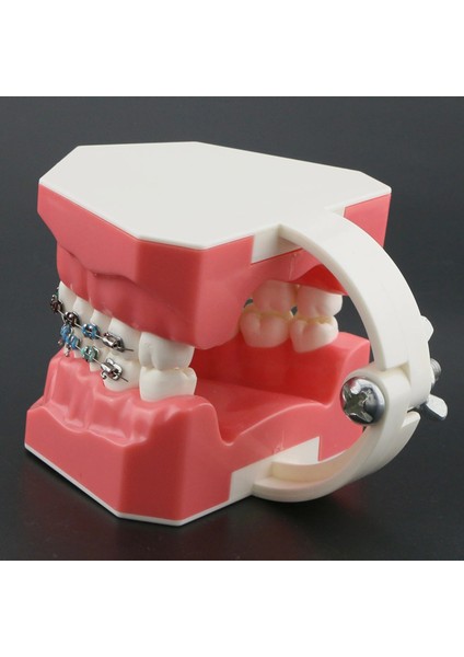 M7010-2 Tarzı Dental Typodont Ortodontik Diş Modeli 1:1 Standart Demo Archwire Ligatür Bağları Metal Parantez Bukkal Tüpler ile Çalışmayı Öğret (Yurt Dışından) indirimleri