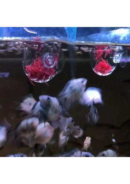 3 Adet Su Bitkisi Peyzaj Fincan Vantuz Tipi Besleyici Akvaryum Balıkları Evcil Hayvan Tankı Su Bitkili Tankı Cam Saksı Bitki Bardak Tutucu (Yurt Dışından) modelleri