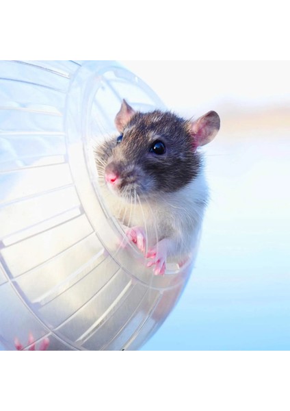 B Tarzı Açık Spor Topu Topraklama Sıçan Küçük Evcil Hayvan Kemirgen Fareler Topu Topları Sıçan 10 cm Egzersiz Hamster Gerbil Oyun Oyuncaklar Koşu Oyuncak Fit M1C0 (Yurt Dışından) indirimleri