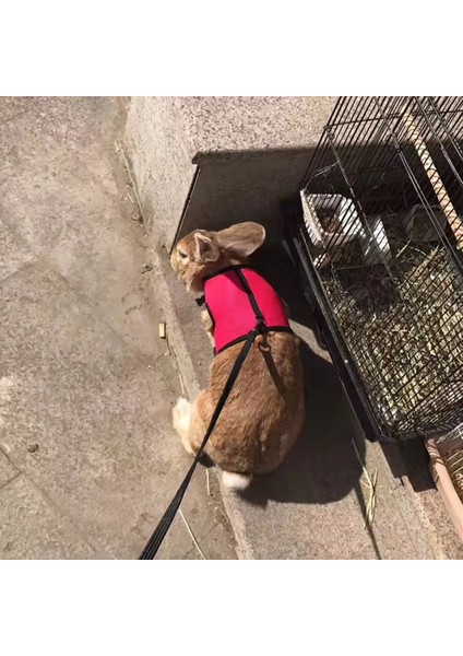 Yeşil Stil L Boyutu Evcil Hayvan Malzemeleri Yelek Koşum Tasma Hamster Tavşan Sincap Gine Domuzu Gelincik Küçük Hayvan Koşum Çekme Halatı Evcil Hayvan Tedarikçileri (Yurt Dışından) fırsatları