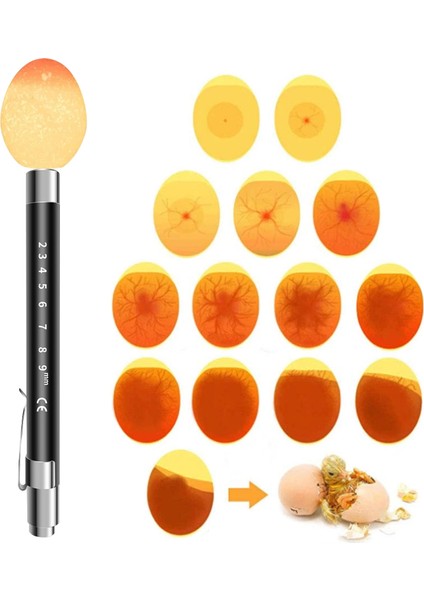 Beyaz Stil Kuluçka Makinesi Eggtester Yumurta Mumlama Lambası LED Süper Soğuk Ekipman Kuluçka Aracı (Yurt Dışından)