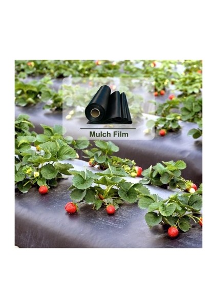 ABK PLASTİK Karpuz Domates Çilek Mulch 100 cm 30 Micron