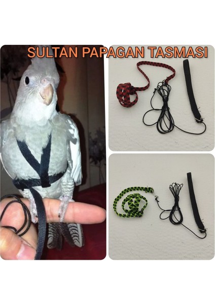 Sultan Papagan Gezdirme Tasmasi