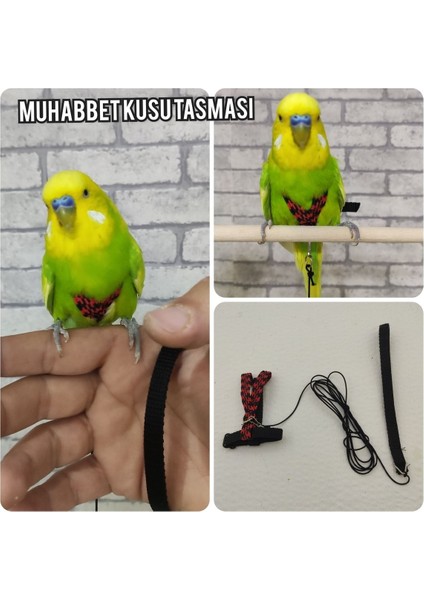 Muhabbet Kuşu Tasması