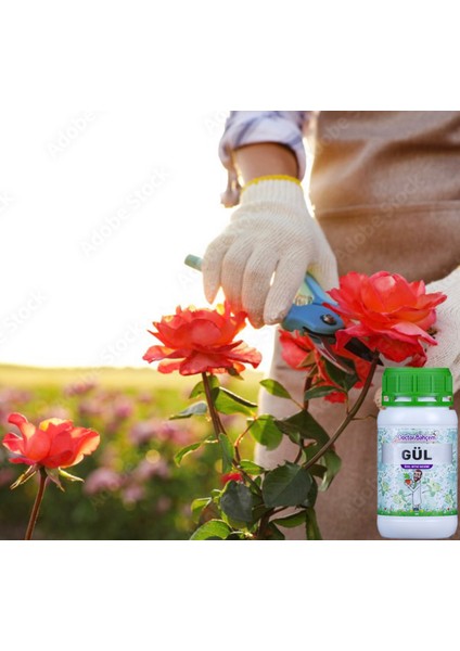 Gül 500 ml