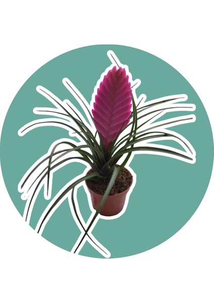 Hava Bitkisi (Hava Çiçeği - Tillandsia Cyanea) Ev Ofis Salon Çiçeği 25-30 cm Ithal Ürün