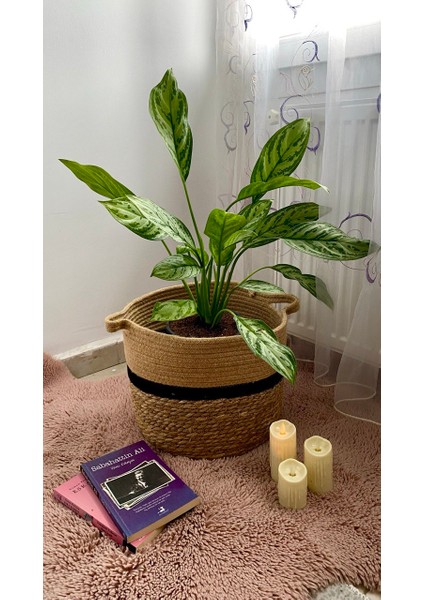 Aglaonema Silver Queen(Çin Herdem Yeşili)Salon Ofis Iç Mekan Bitkisi