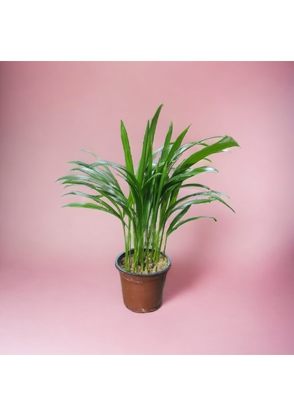 Areka Palmiyesi-Areca Dypsis Lutescens Ev Ofis Salon Bitkisi (30-40 Cm)