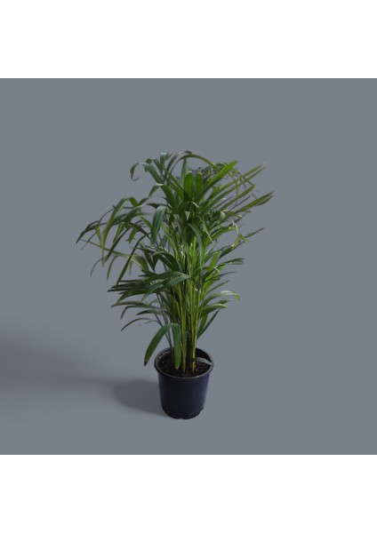 Areka Palmiyesi-Dypsis Areca Ev Ofis Salon Bitkisi 80-90 cm