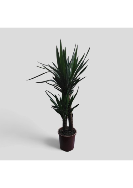 Yuka Bitkisi Yucca Massengena 2 Gövdeli Ev Ofis Salon Bitkisi 110-120 cm